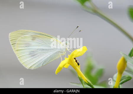 Farfalla bianca e ant su fiore giallo Foto Stock