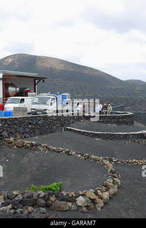 La vinificazione. La Geria, Lanzarote, Isole Canarie, Spagna. Foto Stock