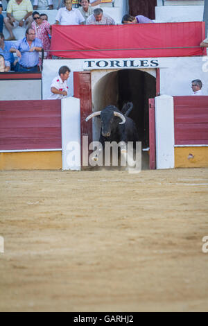 La cattura della figura di un coraggioso bull in una corrida andando fuori bullpens, Pozoblanco, Spagna Foto Stock