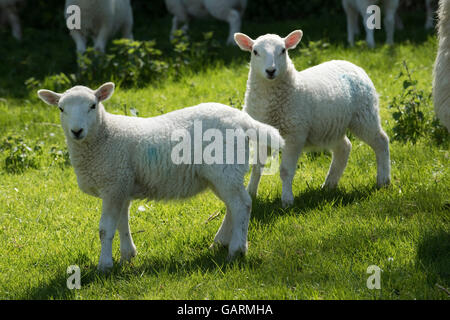 Young cheviot lambs on downland spring pasture, Berkshire, May Foto Stock