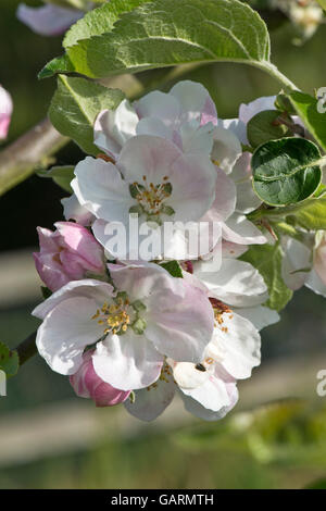 Bianco e rosa primavera sbocciano i fiori su un Bramley melo, Berkshire, può Foto Stock