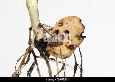 Slug gravi danni ad un ampio di germinazione di semi di fagiolo, Berkshire, può Foto Stock