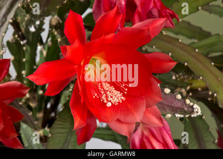 Fiore rosso di un'orchidea o cactus di Pasqua, Disocactus x jenkinsonii, una pianta di casa fiorita, maggio Foto Stock