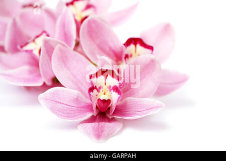 Rosa fiori di orchidea isolato su bianco Foto Stock