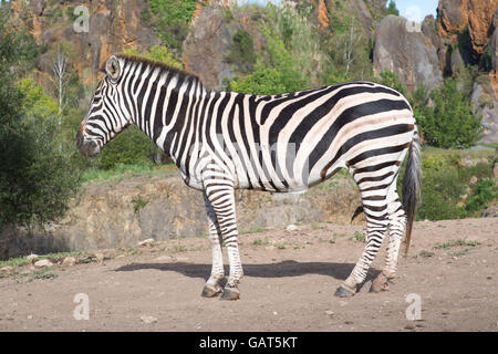 Una zebra sta da solo in un paesaggio di safari Foto Stock