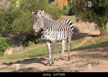 Una zebra sta da solo in un paesaggio di safari Foto Stock