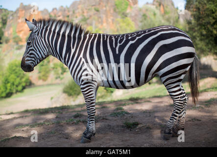 Una zebra sta da solo in un paesaggio di safari Foto Stock