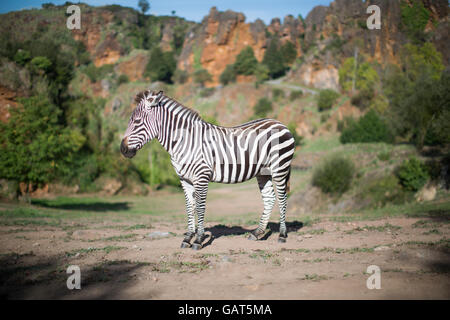 Una zebra sta da solo in un paesaggio di safari Foto Stock