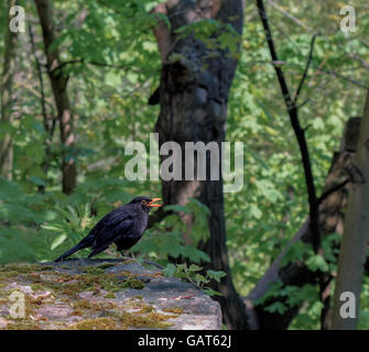 Blackbird seduto su una parete e canto Foto Stock