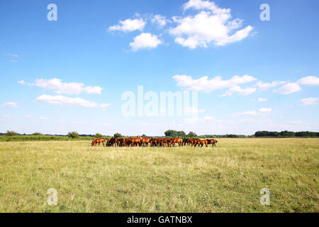 Thoroughbred gidran puledri e giumente pascolare tranquillo insieme sul prato estivo Foto Stock