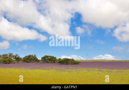 La vibrante paesaggio in Guilderton, Western Australia con bassa giacente alberi e viola la copertura del terreno sotto un cielo blu con nuvole. Foto Stock