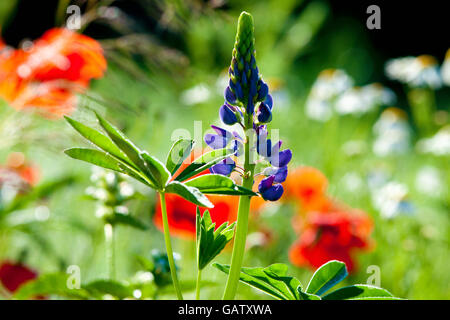 Fioritura di fiori selvatici sul prato in estate Foto Stock