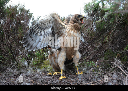 Pulcini di Hen Harrier tagged. Un raro pulcino Hen Harrier di un mese che è stato dotato di un ricevitore satellitare remoto. Foto Stock