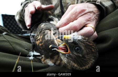 Pulcini di Hen Harrier tagged. Rari pulcini Hen Harrier di un mese di età dotati di ricevitori satellitari remoti. Foto Stock