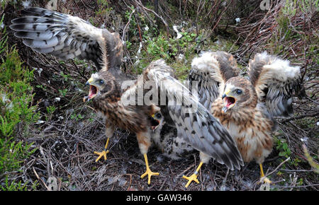 Rari pulcini Hen Harrier di un mese che sono stati dotati di ricevitori satellitari remoti. Foto Stock