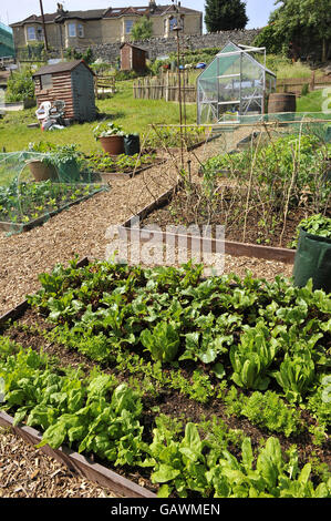 Lattuga, foglie di insalata ed erbe crescono sulle allottamenti di Ashley vale. Il credito fotografico dovrebbe essere: Ben Birchall/PA Foto Stock