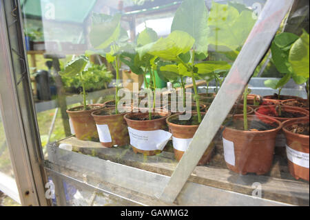 Piantine di pomodoro che crescono in serra ad Ashley vale Allotments. Il credito fotografico dovrebbe essere: Ben Birchall/PA Foto Stock