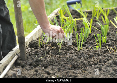 Un giardiniere ad Ashley vale allottments piante di porro. Il credito fotografico dovrebbe essere: Ben Birchall/PA Foto Stock