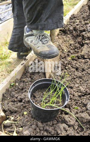 Un giardiniere ad Ashley vale allottments piante di porro. Il credito fotografico dovrebbe essere: Ben Birchall/PA Foto Stock