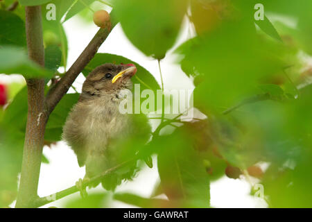 Giovani casa passero (Passer domesticus) seduto in una boccola a Francoforte in Germania. Foto Stock