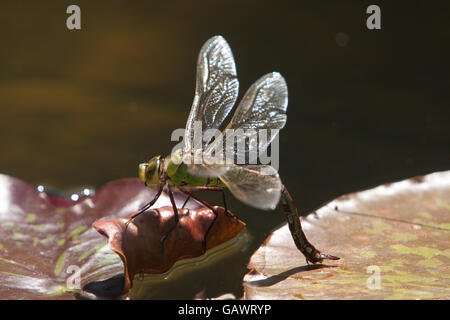 Un dragon fly stabilisce si tratta di uova su un giglio pad in un laghetto in giardino, Devon, Regno Unito. Foto Stock