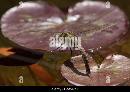 Un dragon fly stabilisce si tratta di uova su un giglio pad in un laghetto in giardino, Devon, Regno Unito. Foto Stock