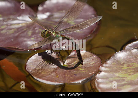 Un dragon fly stabilisce si tratta di uova su un giglio pad in un laghetto in giardino, Devon, Regno Unito. Foto Stock