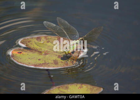 Un dragon fly su un giglio pad in un laghetto in giardino nel Devon. Foto Stock