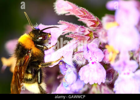 Leeds, West Yorkshire, Regno Unito. 05 Luglio, 2016. Un giorno caldo e soleggiato a Leeds, West Yorkshire ha visto un aumento dell attività con api tenendo la possibilità di impollinare i fiori al Golden Acre Park, Leeds. Adottate il 5 luglio 2016 a Leeds, West Yorkshire. Credito: Andrew Gardner/Alamy Live News Foto Stock