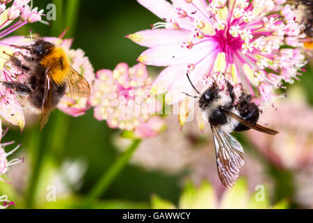 Leeds, West Yorkshire, Regno Unito. 05 Luglio, 2016. Un giorno caldo e soleggiato a Leeds, West Yorkshire ha visto un aumento dell attività con ashy mining bee tenendo la possibilità di impollinare astrantia fiori al Golden Acre Park, Leeds. Adottate il 5 luglio 2016 a Leeds, West Yorkshire. Credito: Andrew Gardner/Alamy Live News Foto Stock