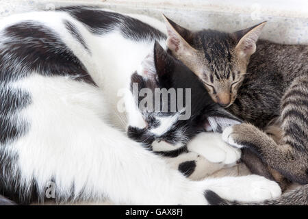 Due gatti e gattini dormono. Le strisce bianche e nere tigre a strisce. Foto Stock