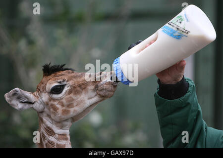 Baby Giraffa presso lo zoo di Dublino Foto Stock
