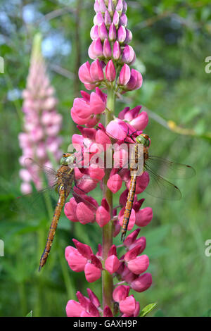 Due libellule rosa in fiore di lupino in movimento in vento a inizio estate Foto Stock