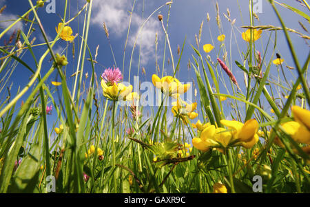 Un prato di fiori selvaggi con trifoglio rosso, renoncules, uccelli di Trifoglio del piede e una varietà di erbe in una giornata di sole a inizio estate, REGNO UNITO Foto Stock