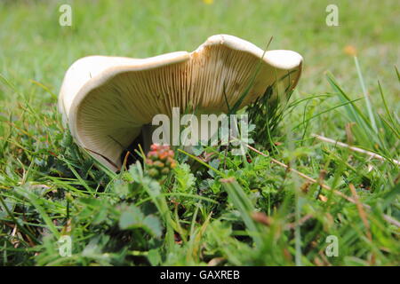 St George's fungo (Calocybe gambosa) crescente selvatici indisturbati habitat prativi, Peak District Derbyshire England Regno Unito Foto Stock