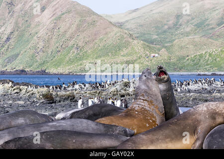 Maschio di elefante meridionale guarnizioni sparring con re i pinguini in background a Macquarie Island, Australian sub-antartiche Foto Stock