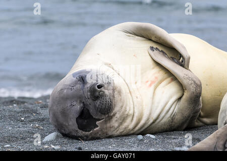 Suinetto svezzato Elefante marino del sud di graffiare a Macquarie Island, Australian sub-antartiche Foto Stock