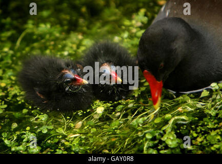 Un Moorhen comune alimenta i suoi giovani lungo un'insenatura del fiume Cam nel centro di Cambridge. Foto Stock