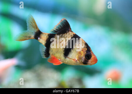 Puntius tetrazona. Il tiger barb o Sumatra barb, è una specie di ciprinidi tropicali pesce. La naturale serie geografica secondo come riferito si estende in tutta la penisola Malese, Sumatra e Borneo in Indonesia, con infondate avvistamenti riportati in Cambogia. Tiger barbigli si trovano anche in molte altre parti dell Asia e con poco affidabile raccolta di dati su lunghi periodi di tempo, conclusioni definitive circa la loro naturale serie geografica versus stabilito le presentazioni sono difficili. Tiger barbe può talvolta essere confuso con Systomus anchisporus, che sono simili nell'aspetto. Foto Stock