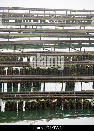 L'allevamento delle ostriche in Seto Inland Sea, Giappone. Foto Stock