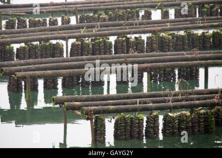 L'allevamento delle ostriche in Seto Inland Sea, Giappone. Foto Stock