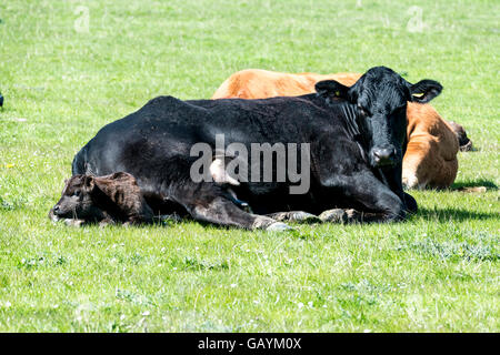 Latte di mucca e di vitello in campo Foto Stock