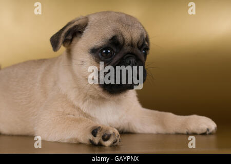 Pug cucciolo su sfondo dorato Foto Stock