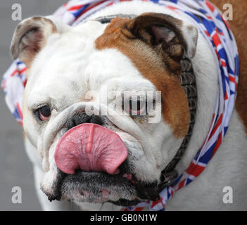 British Bulldog Foto Stock