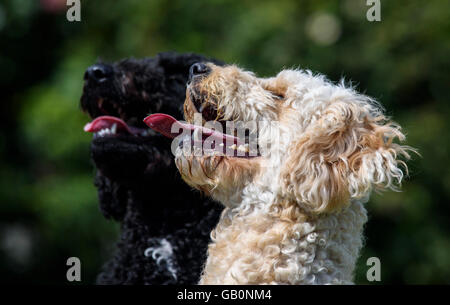 Close up dei capi di una coppia di labradoodles, uno nero e uno albicocca entrambi con le loro alette appendere fuori Foto Stock