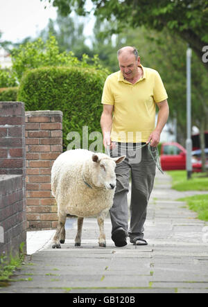 David Palmer prende tre anni-vecchio North Country Chevrot Sheep chiamato Nick Boing per una passeggiata a Cardiff, Galles. Foto Stock