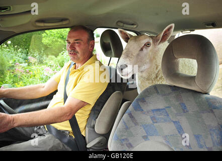 David Palmer e la pecora di Chevrot di tre anni di North Country chiamata Nick Boing vanno per un viaggio a Cardiff, Galles. Foto Stock