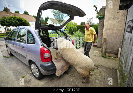 David Palmer e la pecora di Chevrot del paese del nord di tre anni chiamata Nick Boing preparano per andare per un azionamento a Cardiff, Galles. Foto Stock