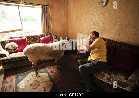 David Palmer con tre anni di pecore Chevrot North Country chiamate Nick Boing, a casa sua a Cardiff, Galles. Foto Stock