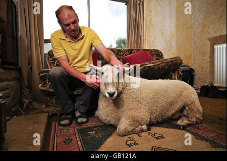 La Ram si fa a casa Foto Stock